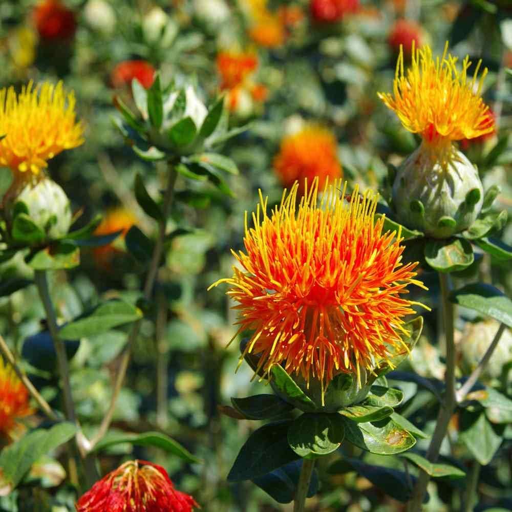 Safflower blume samen for anpflanzung - colorful display, heirloom & gmo free samen for home garten
 
 sale for anpflanzung in home garten
