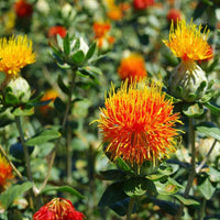 Safflower blume samen for anpflanzung - colorful display, heirloom & gmo free samen for home garten
 
 sale for anpflanzung in home garten