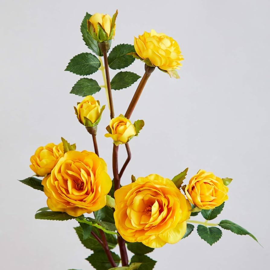 Gelb rose diy garten samen for anpflanzung
