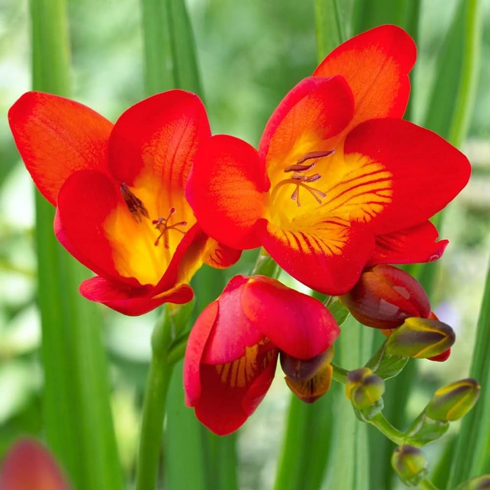 Gelb Orange Freesias Blumensamen Aussaat
