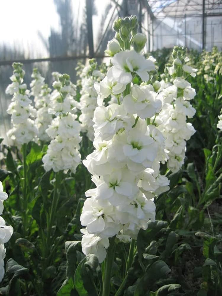 Abend Duft Stock Karmesinrot Samen – duftend Crimson Night-Scented Blumen