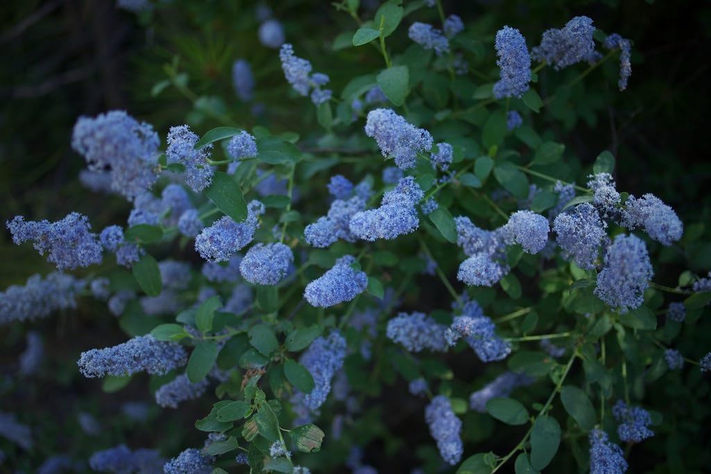 Integerrimus Blumensamen zur Aussaat – duftend Blüten – Traditionssorte & ohne Gentechnik Samen Hausgarten