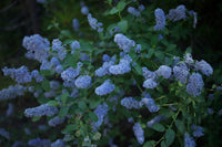 Integerrimus Blumensamen zur Aussaat – duftend Blüten – Traditionssorte & ohne Gentechnik Samen Hausgarten