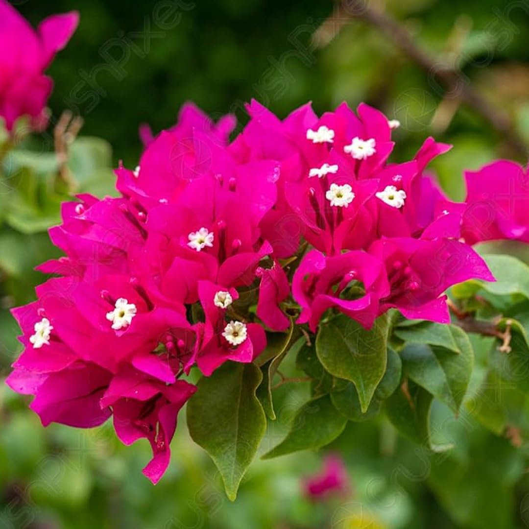 Thick Rosa Drillingsblume Blumensamen zur Aussaat – kompakt Wuchs – Traditionssorte & ohne Gentechnik Samen Hausgarten