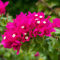 Thick Rosa Drillingsblume Blumensamen zur Aussaat – kompakt Wuchs – Traditionssorte & ohne Gentechnik Samen Hausgarten