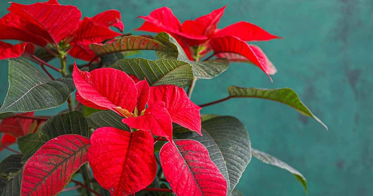 Rot Grün Weihnachtsstern Blumensamen zur Aussaat Rich Fragrance Traditionssorte & ohne Gentechnik Samen Hausgarten
