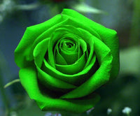 Grün Roses Samen zur Aussaat Blume Beet Garten