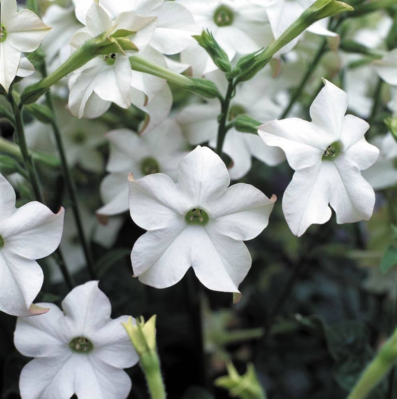 Nicotiana saratoga weiß blume samen for elegant gardens