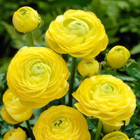 hell Gelb Ranunculus Blumensamen zur Aussaat lang Blüte Saison Traditionssorte & ohne Gentechnik Samen Hausgarten