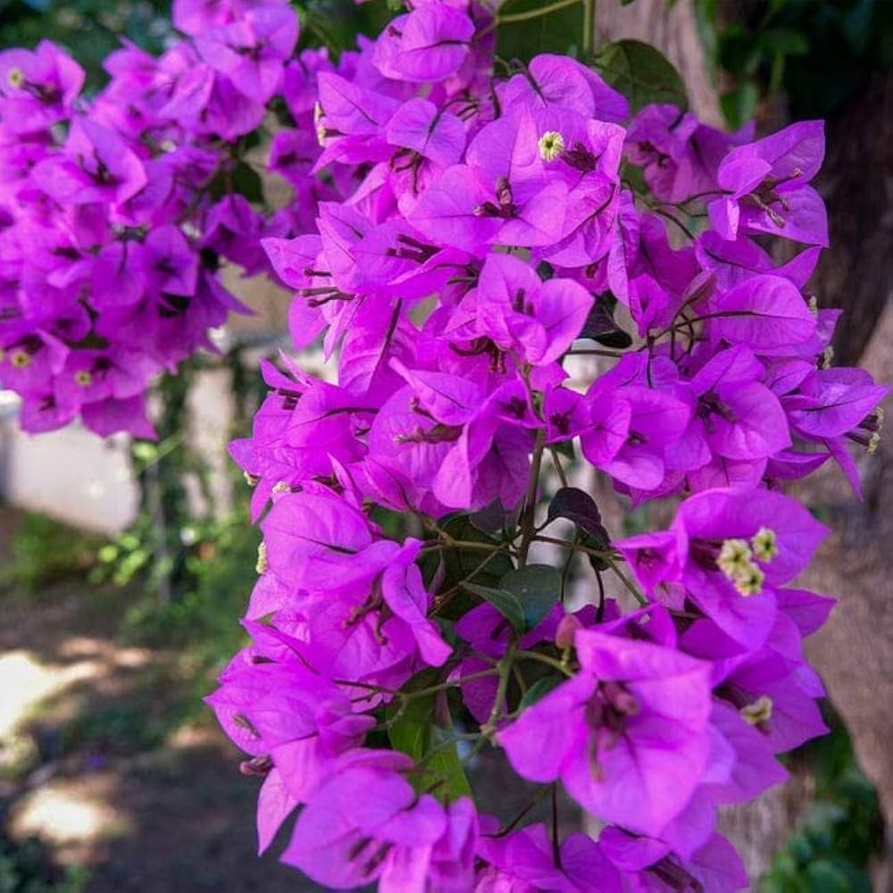 dunkel Violett Drillingsblume Blumensamen zur Aussaat – robust Sorte Traditionssorte & ohne Gentechnik Samen Hausgarten