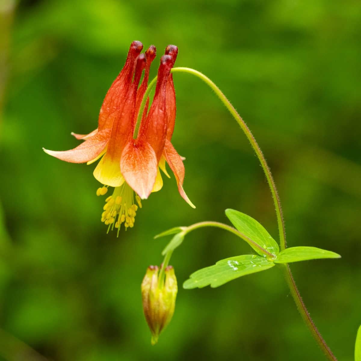 Orange columbine blume samen for anpflanzung sun loving heirloom & gmo free samen for home garten 
 
 sale for anpflanzung in home garten
