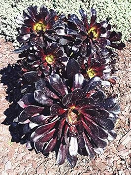 Schwarz atropureum blume samen for anpflanzung - cottage garten essential, heirloom & gmo free samen for home garten
 
 sale samen for home garten