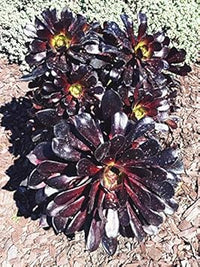 Schwarz atropureum blume samen for anpflanzung - cottage garten essential, heirloom & gmo free samen for home garten
 
 sale samen for home garten
