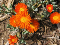 Orange Ice Blumensamen Cool – Orange Blüten