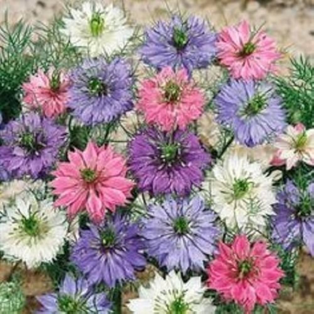 Nigella gefüllt Love the Mist Mischung Samen einzigartig und Blüten