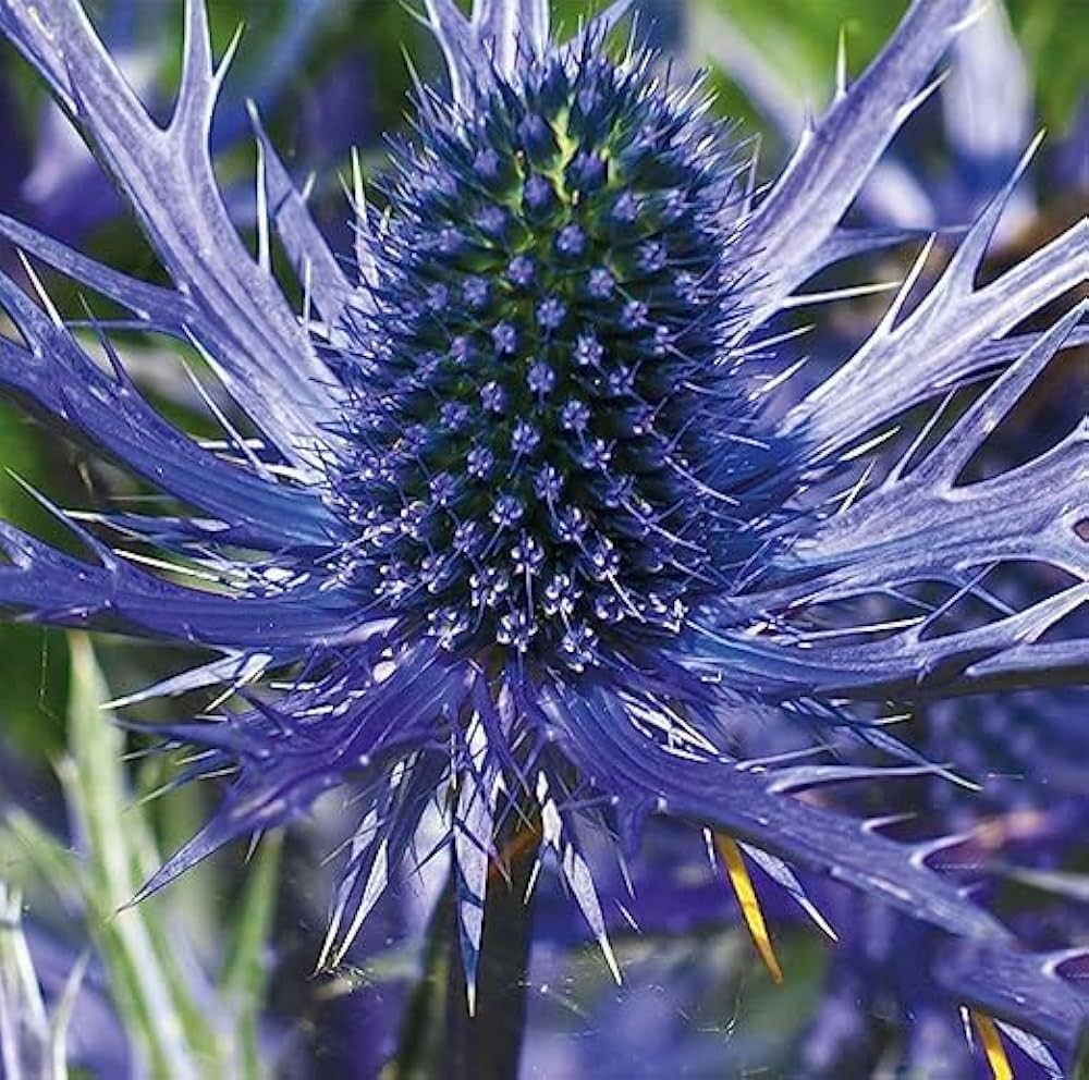 Eryngium Blumensamen zur Aussaat – Garten beliebt – Traditionssorte & ohne Gentechnik Samen Hausgarten