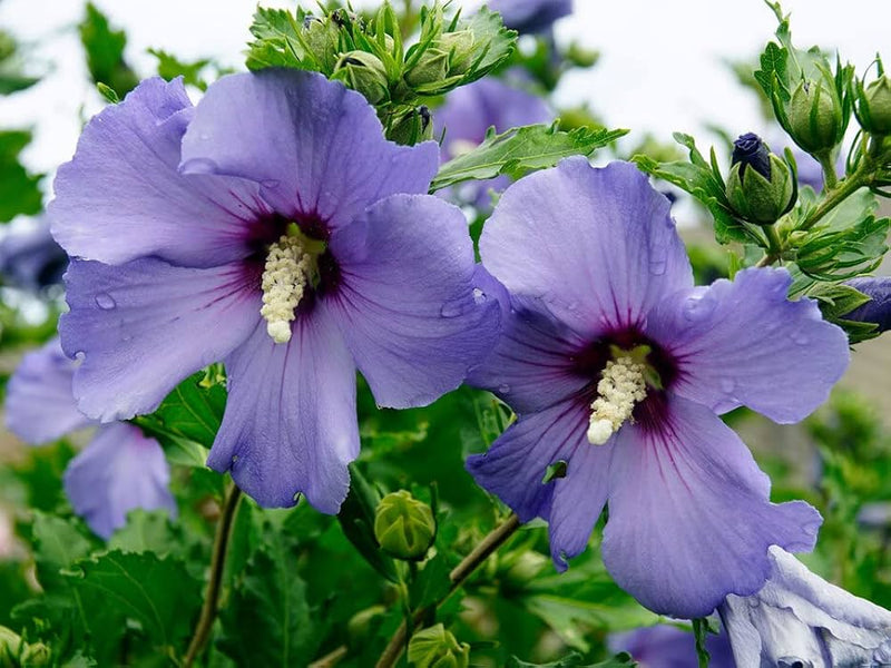 Sharon hibiscus samen for beautiful tropical blume displays