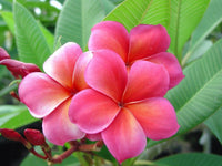 Pfirsichfarben Frangipani Blumensamen zur Aussaat – sonnenliebend – Traditionssorte & ohne Gentechnik Samen Hausgarten