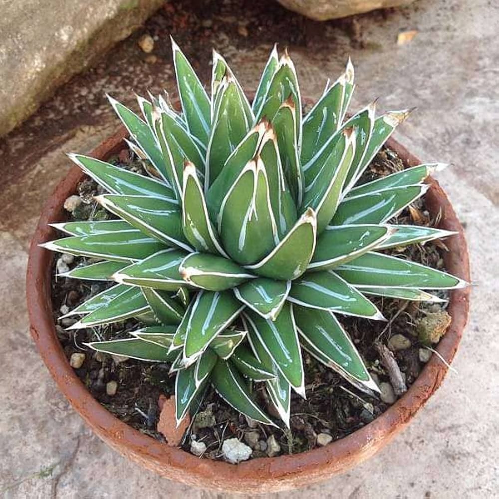 Victoriae Blumensamen zur Aussaat – farbenfroh Schau – Traditionssorte & ohne Gentechnik Samen Hausgarten
