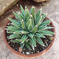 Victoriae Blumensamen zur Aussaat – farbenfroh Schau – Traditionssorte & ohne Gentechnik Samen Hausgarten