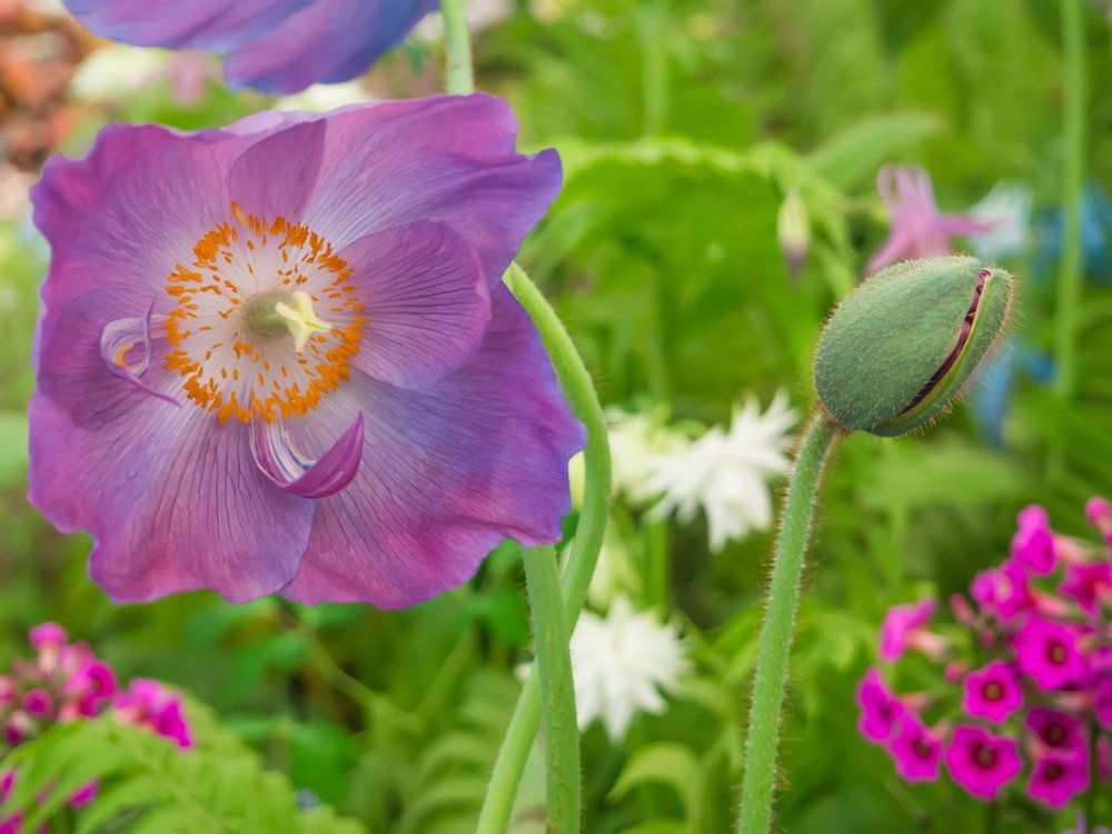 Himalaya-mohn hensol violet for anpflanzung in blume bed