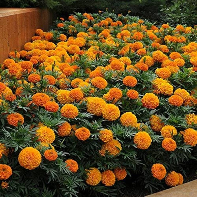 Marigold tagetes blume samen
