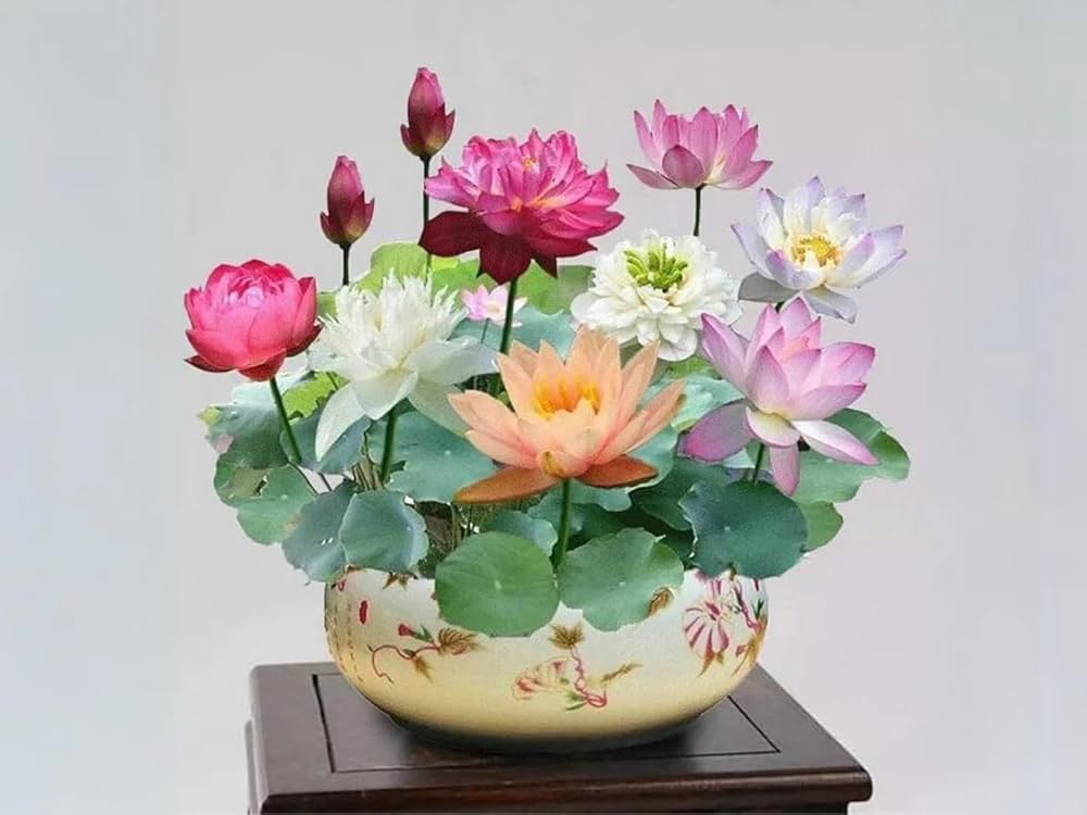 Mini Rainbow Bonsai Blumensamen leuchtend – klein Bonsai Blumen