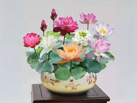 Mini Rainbow Bonsai Blumensamen leuchtend – klein Bonsai Blumen