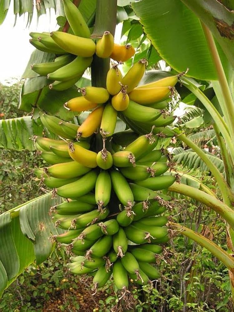 Graines de banane Galb pour une plantation facile