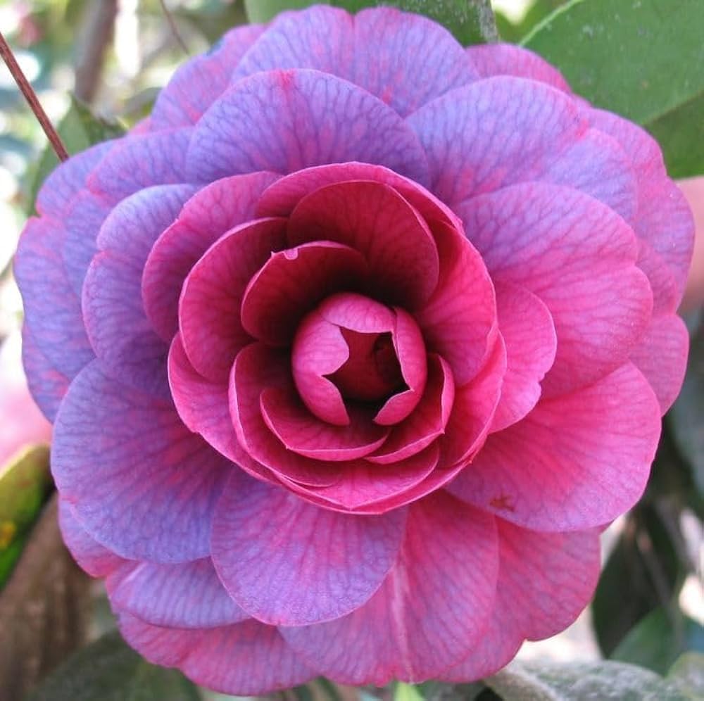 Weiß Lila Kamelie Blumensamen zur Aussaat – duftend Blüten – Traditionssorte & ohne Gentechnik Samen Hausgarten