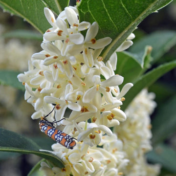 Heirloom (heirloom osmanthus) samen for anpflanzung in home garten