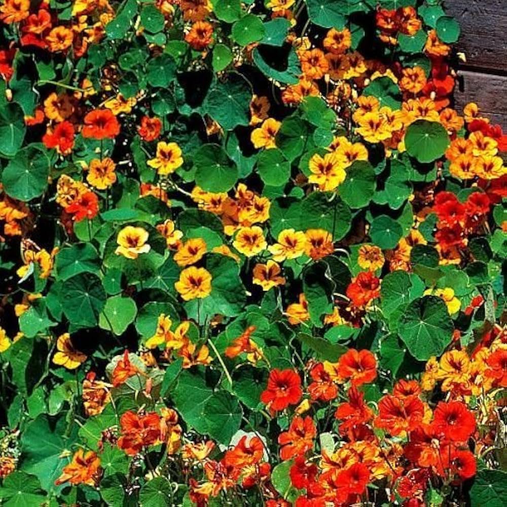 Kapuzinerkresse hoch Rollier Tropaeolum majus Samen zur Aussaat Blume Beet Landhaus Garten
