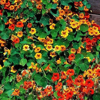 Kapuzinerkresse hoch Rollier Tropaeolum majus Samen zur Aussaat Blume Beet Landhaus Garten