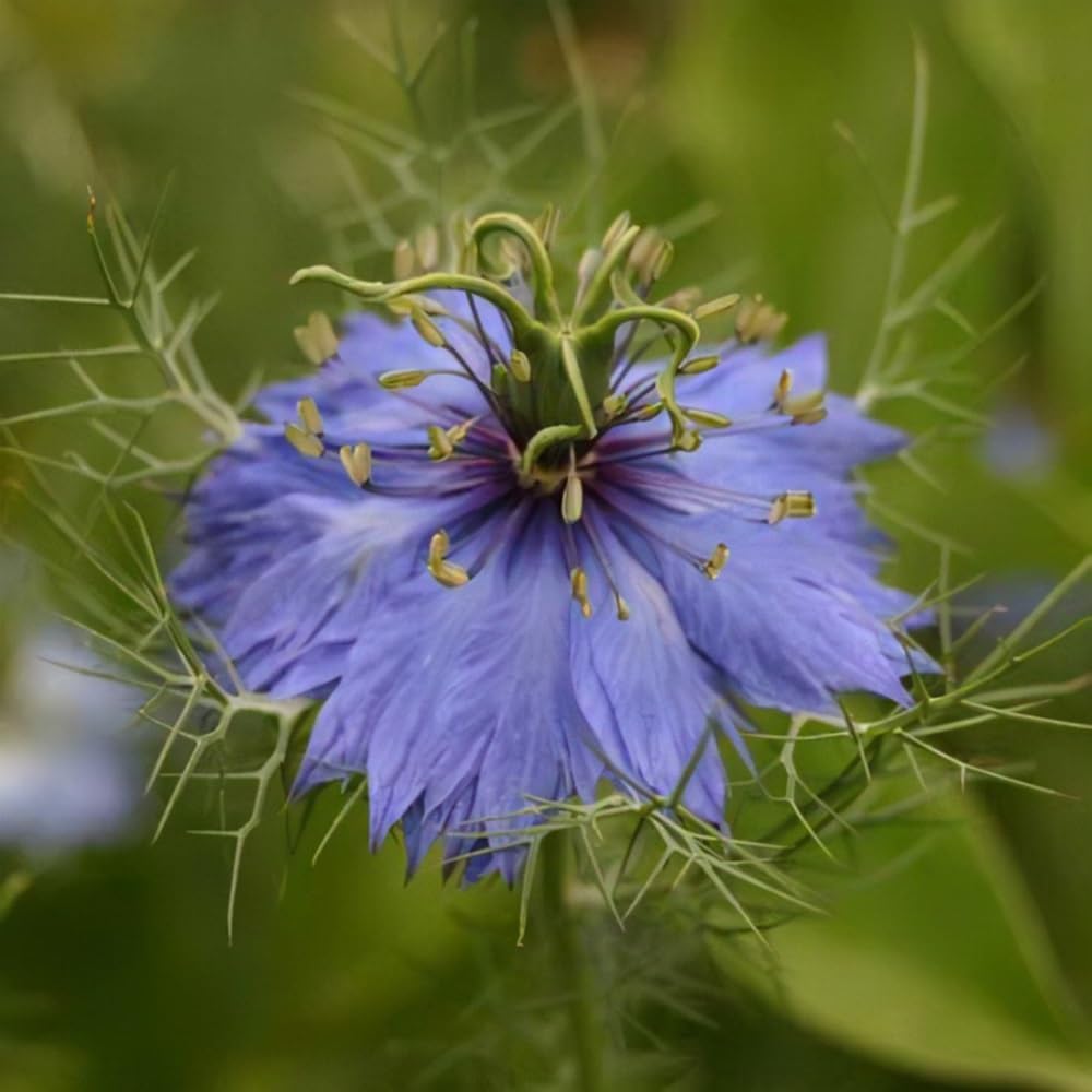 Delft Nigella Blumensamen einzigartig Blau Blumen
