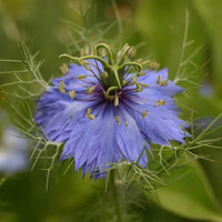 Delft Nigella Blumensamen einzigartig Blau Blumen
