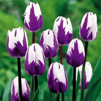 Weiß lila tulip blume samen for anpflanzung - seasonal bloomer, heirloom & gmo free samen for home garten
 
 sale samen for home garten