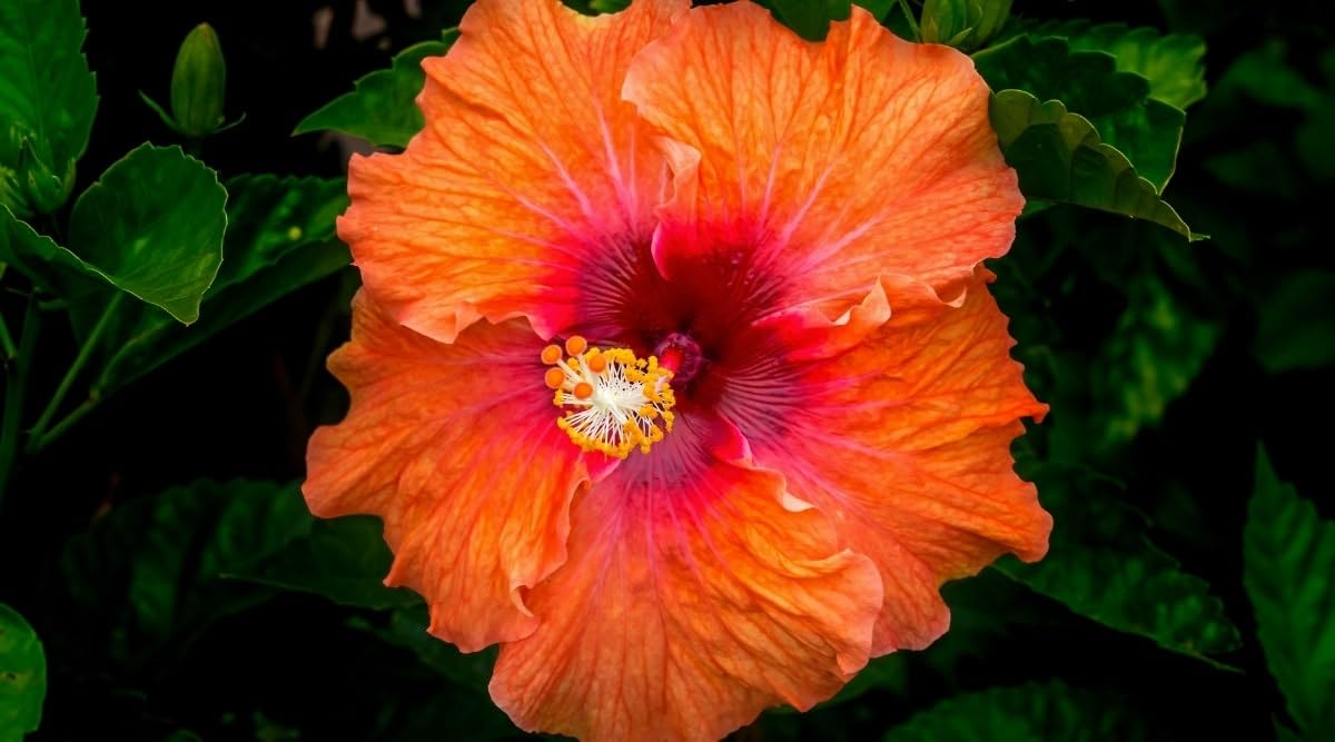 dunkel Orange Hibiskus Blumensamen zur Aussaat lang Blüte Saison Traditionssorte & ohne Gentechnik Samen Hausgarten