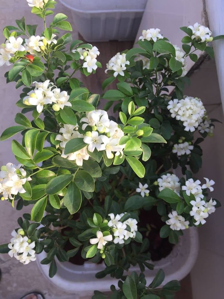 Orange Jasmine Murraya paniculata Samen zur Aussaat Blume Beet und Balcony Garten