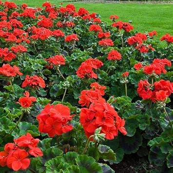 Maroon rot weiß dahlia blume samen for anpflanzung compact growth heirloom & gmo free samen for home garten
 
 sale for anpflanzung in home garten