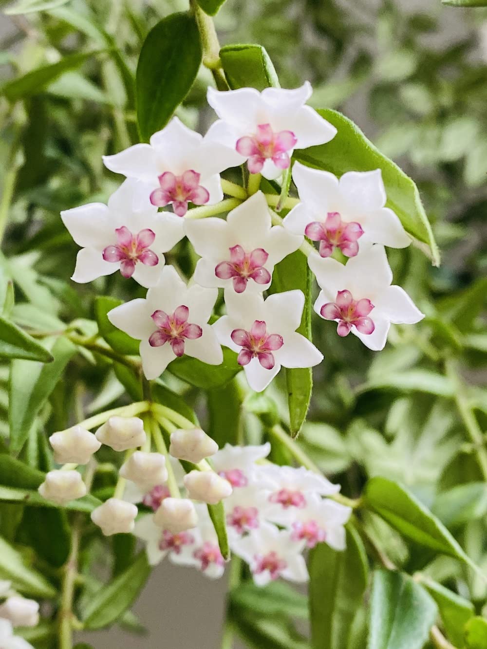Lime Grün Hoya Blumensamen zur Aussaat Bestäuber freundlich Traditionssorte & ohne Gentechnik Samen Hausgarten