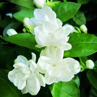 Traditionssorte Jasminoids Blumensamen zur Aussaat hochwertige Qualitäts- Traditionssorte & ohne Gentechnik Samen Hausgarten