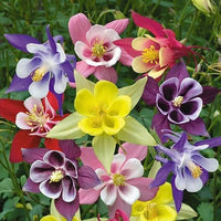 Columbine Akelei Blumensamen