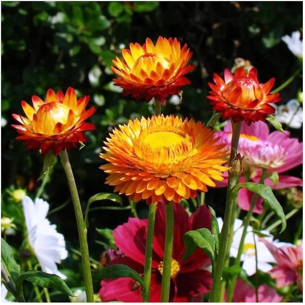 Helichrysum Bikini Mischung Samen leuchtend einjährige Blume Gärten