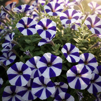 Weiß Blau Star Petunie Blumensamen zur Aussaat – leuchtend – Traditionssorte & ohne Gentechnik Samen Hausgarten