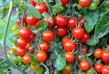 Organic süße succulent campari tomato solanum lycopersicum für aussaat