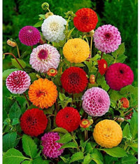 Rainbow Dahlie mehrfarbige Blumensamen zur Aussaat