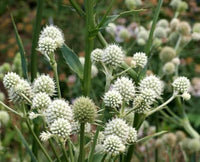 Rattlesnake Master Samen – Eryngium Yuccifolium trockenheitsverträglich mehrjährig