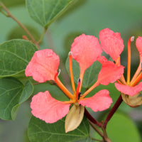 Bauhinia galpinii samen for anpflanzung in blume bed
