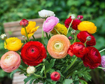 Gemischt Ranunculus Blumensamen zur Aussaat – Schnitt Blume beliebt – Traditionssorte & ohne Gentechnik Samen Hausgarten