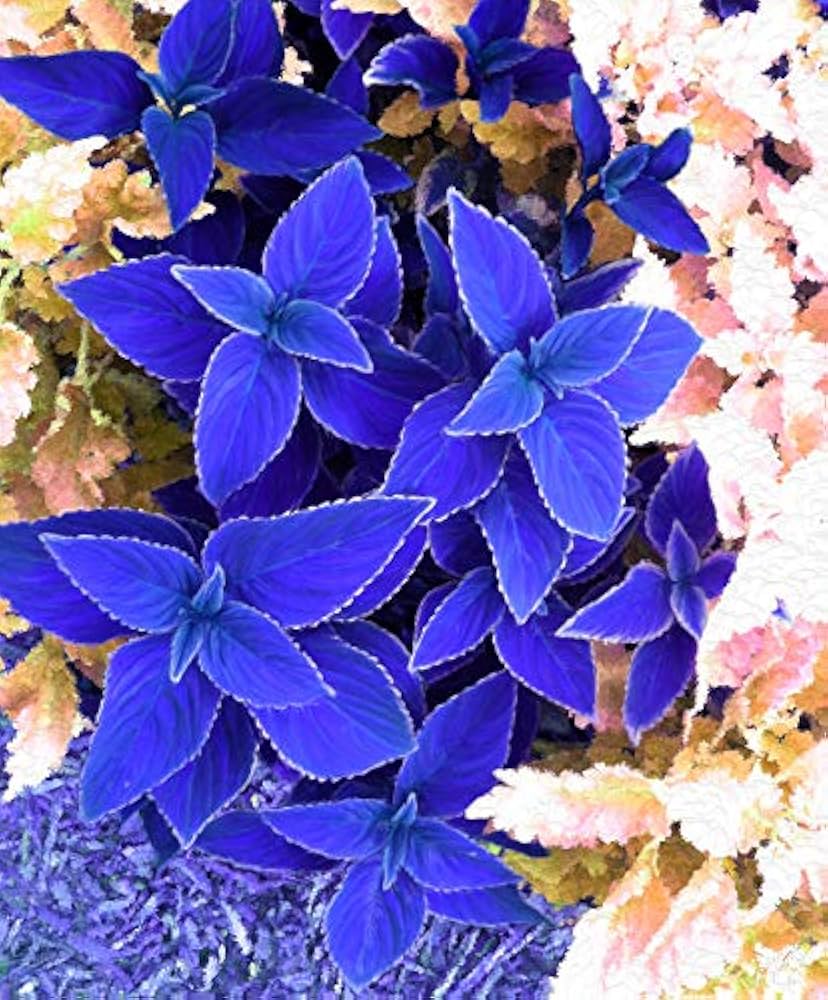 Blau Buntnessel Blumensamen zur Aussaat – farbenfroh Schau – Traditionssorte & ohne Gentechnik Samen Hausgarten
